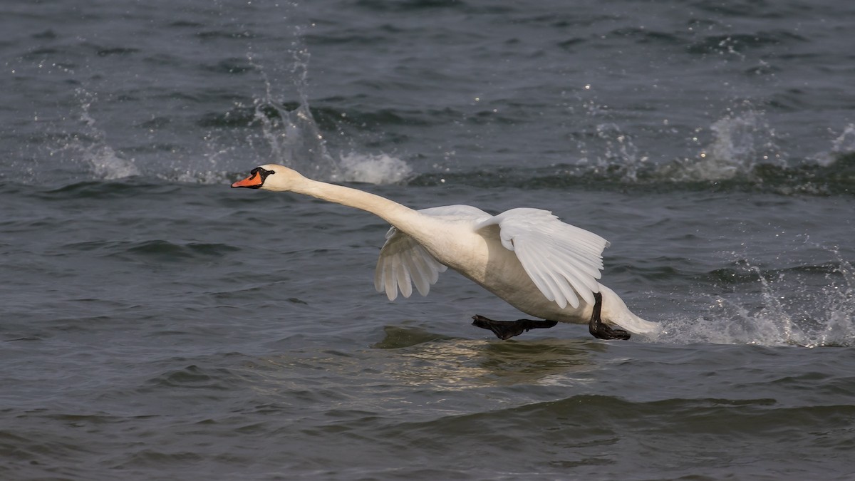 Cisne Vulgar - ML647748760