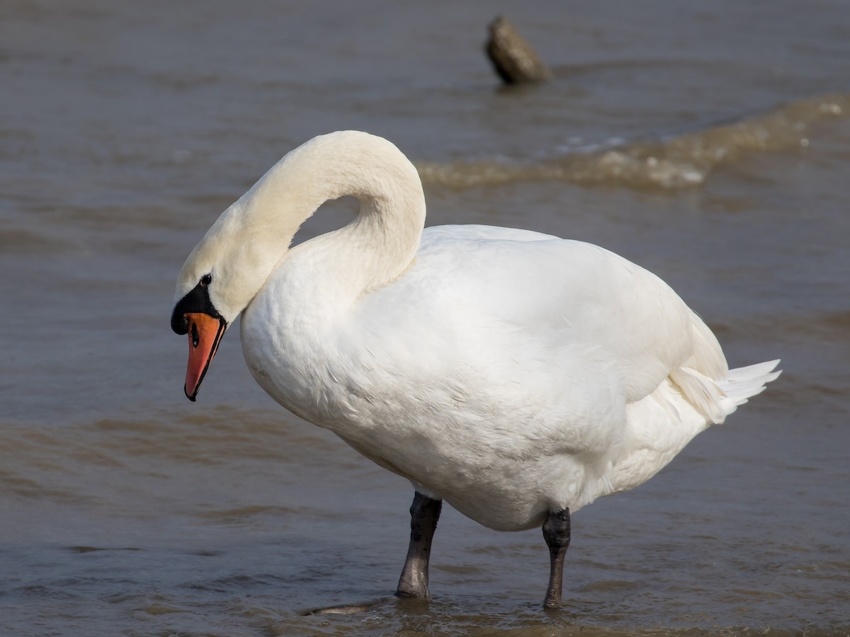 Cisne Vulgar - ML647748761