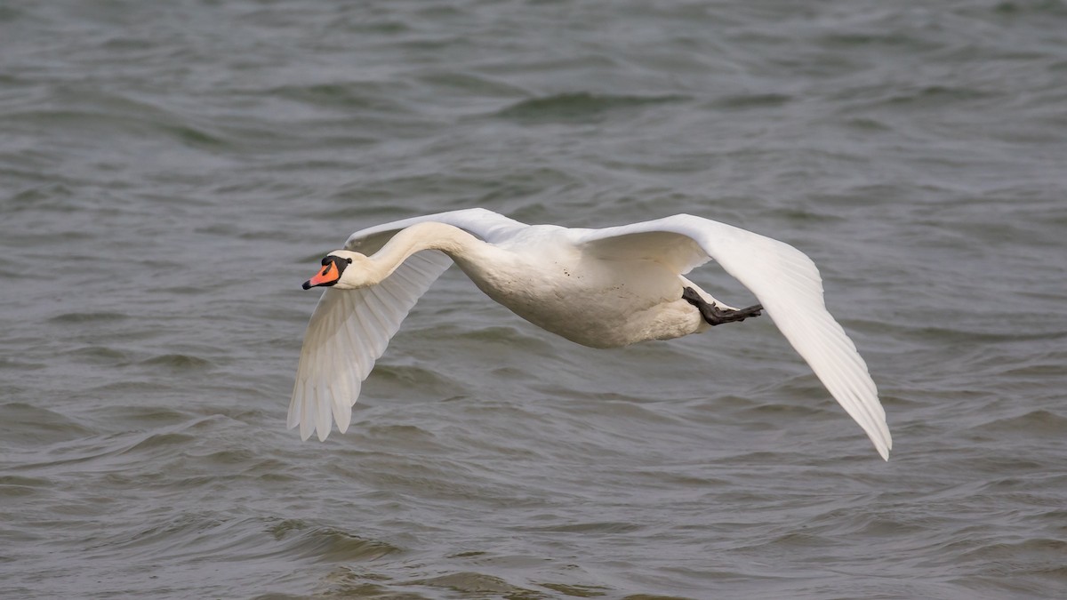 Cisne Vulgar - ML647748762