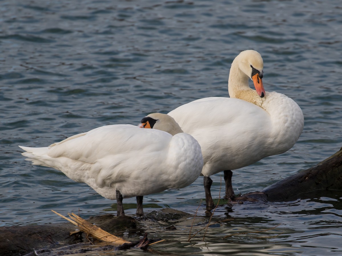 Cisne Vulgar - ML647748763