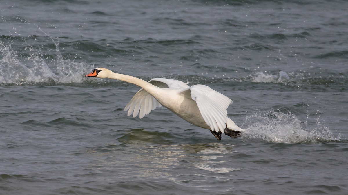 Cisne Vulgar - ML647748766