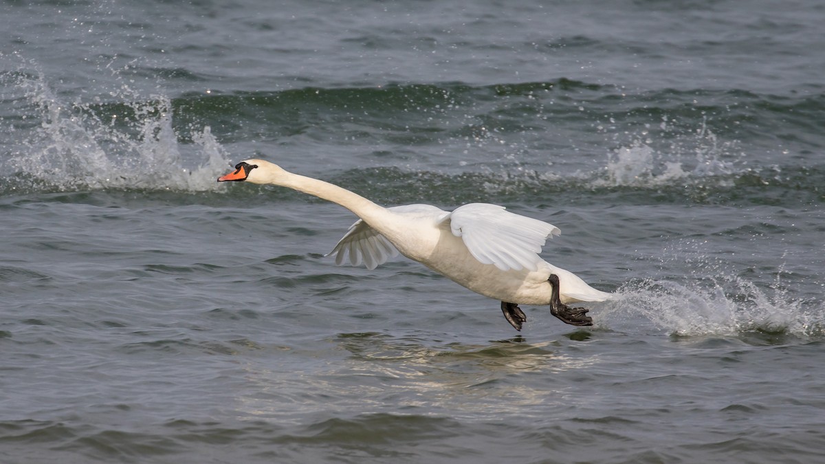 Cisne Vulgar - ML647748767