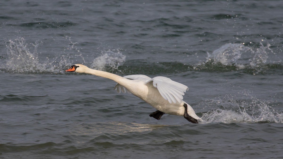 Cisne Vulgar - ML647748768