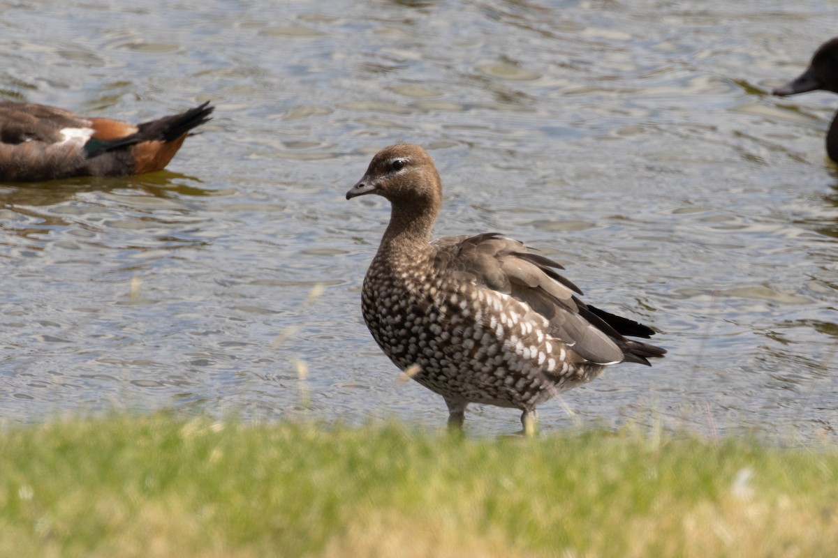 Maned Duck - ML647748771