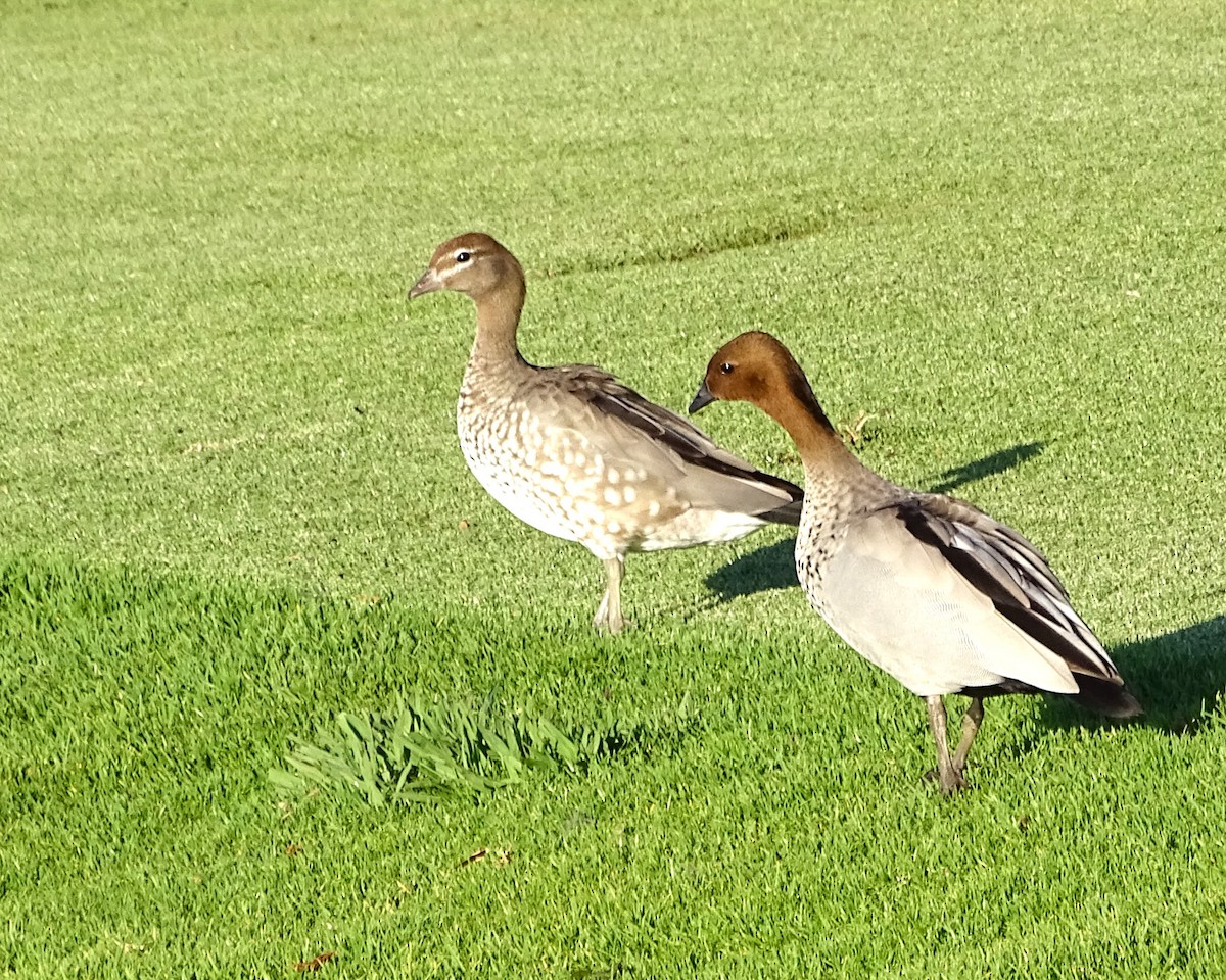 Pato de Crin - ML647748772