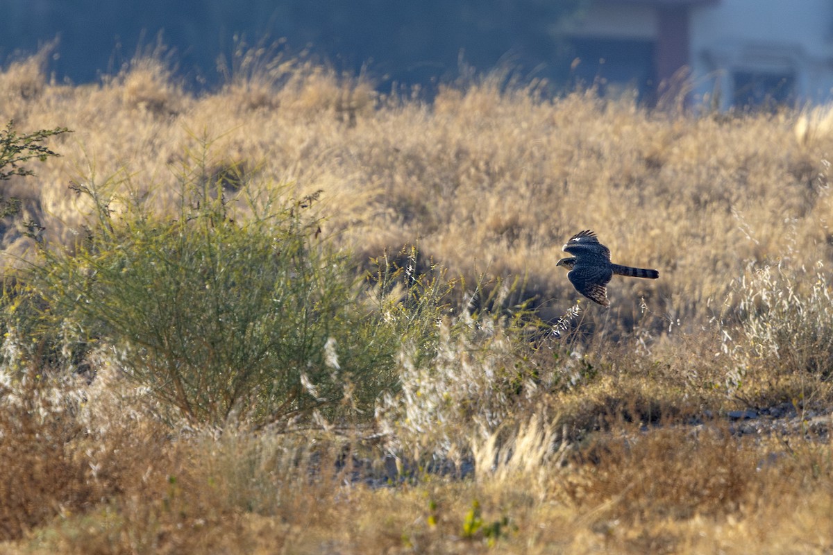 Gavilán Común - ML647748773