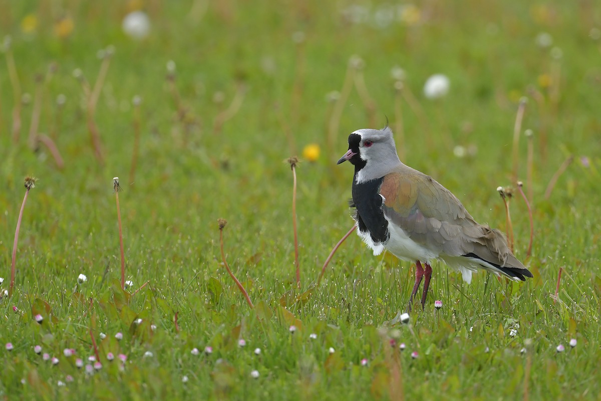 Avefría Tero - ML647748775