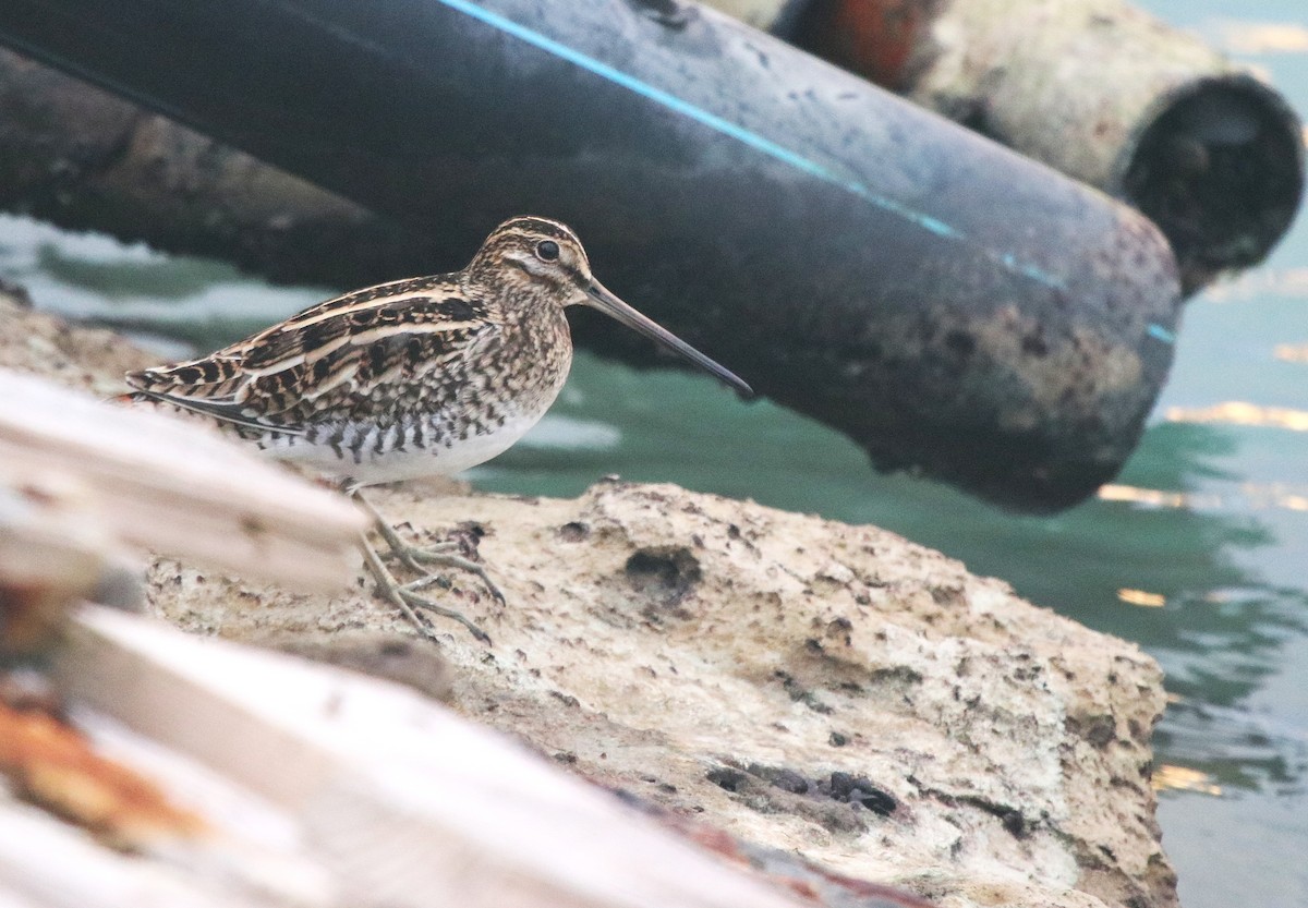 Agachadiza Común - ML647748778