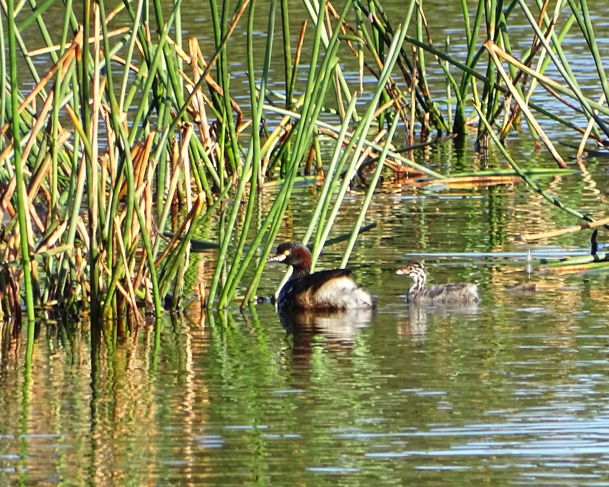 Australasian Grebe - ML647748800