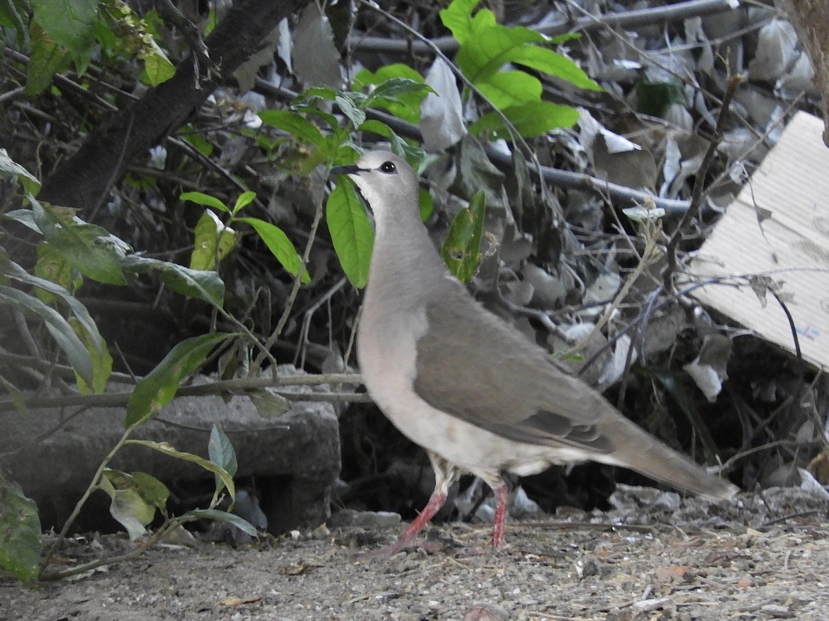 Large-tailed Dove - ML647748812