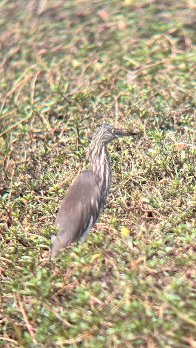 Indian Pond-Heron - ML647748825