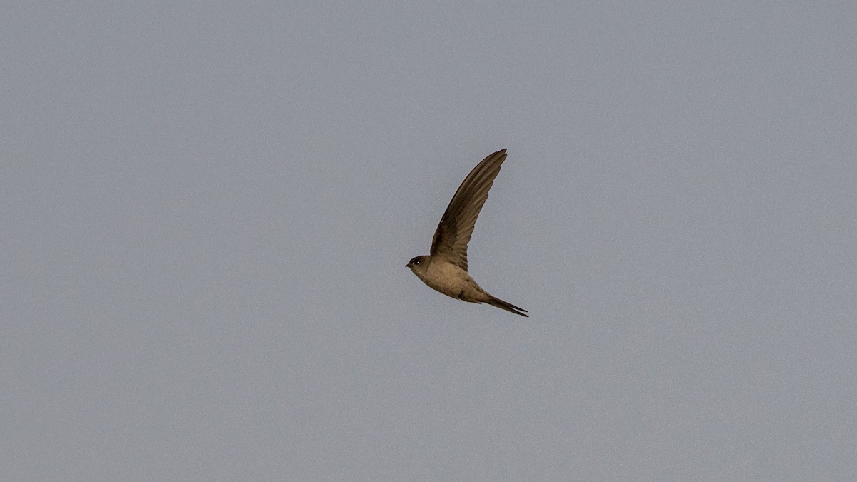 Азиатский пальмовый стриж - ML647748864