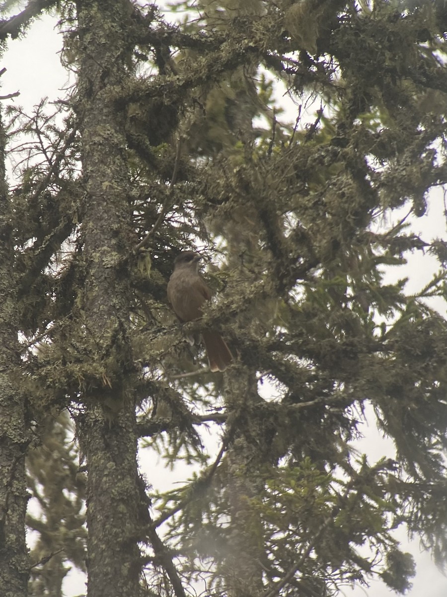 Siberian Jay - ML647748929