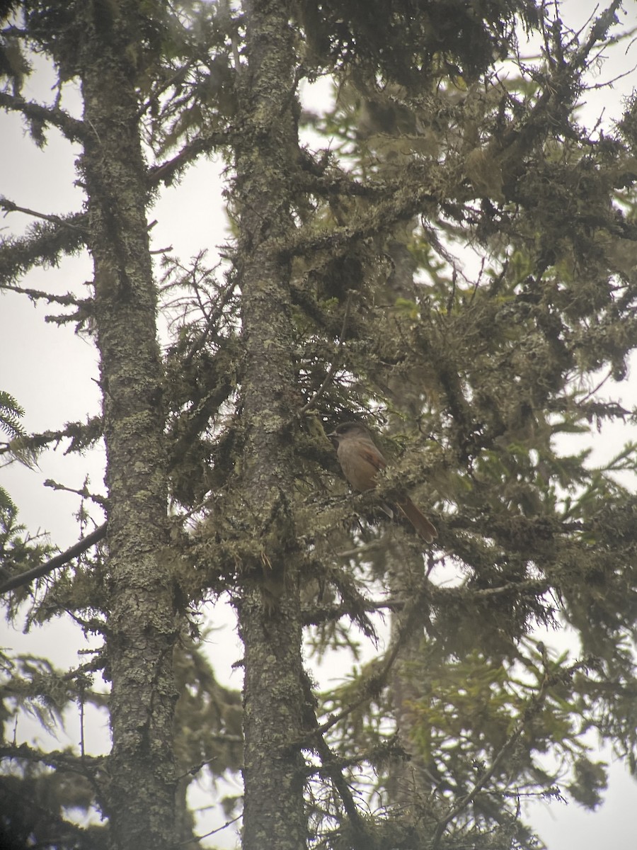 Siberian Jay - ML647748930
