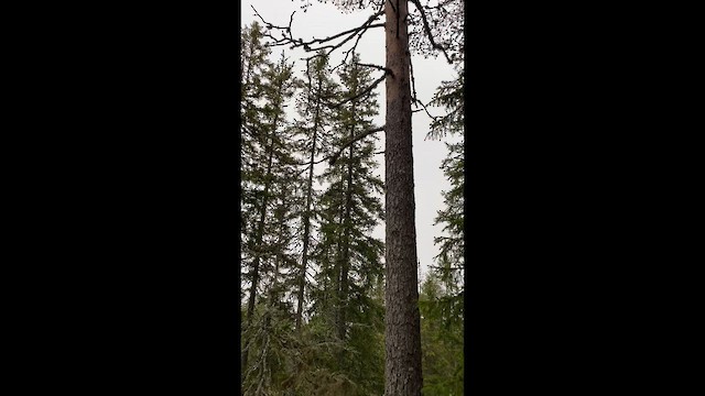 Кукша тайгова - ML647748931