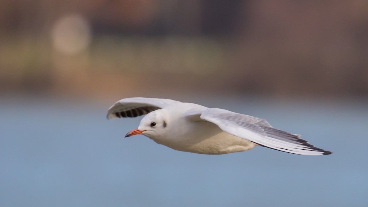 Mouette rieuse - ML647748952