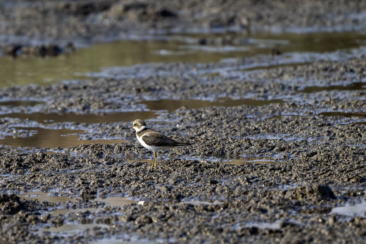 Pluvier petit-gravelot - ML647748954