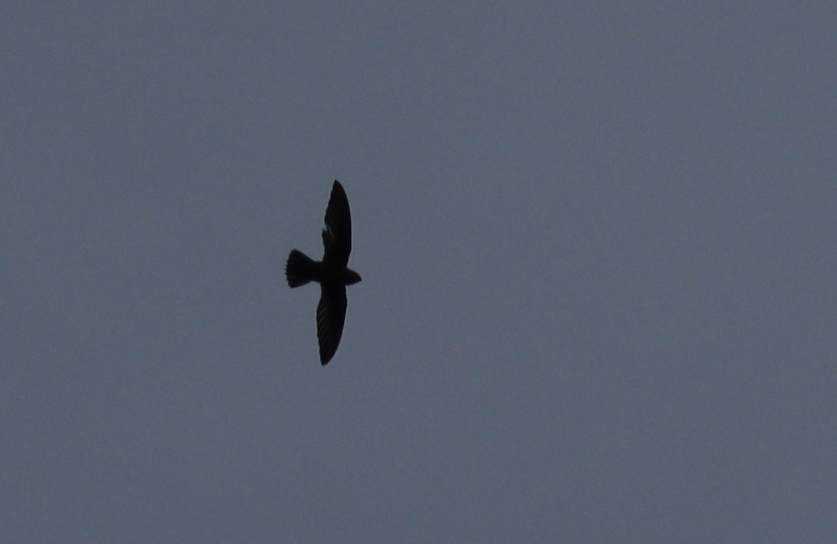 Martinet à croupion gris - ML647748955