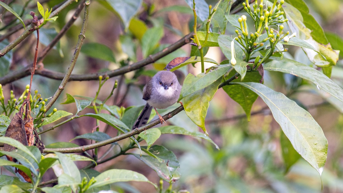 Prinia de Hodgson - ML647748963