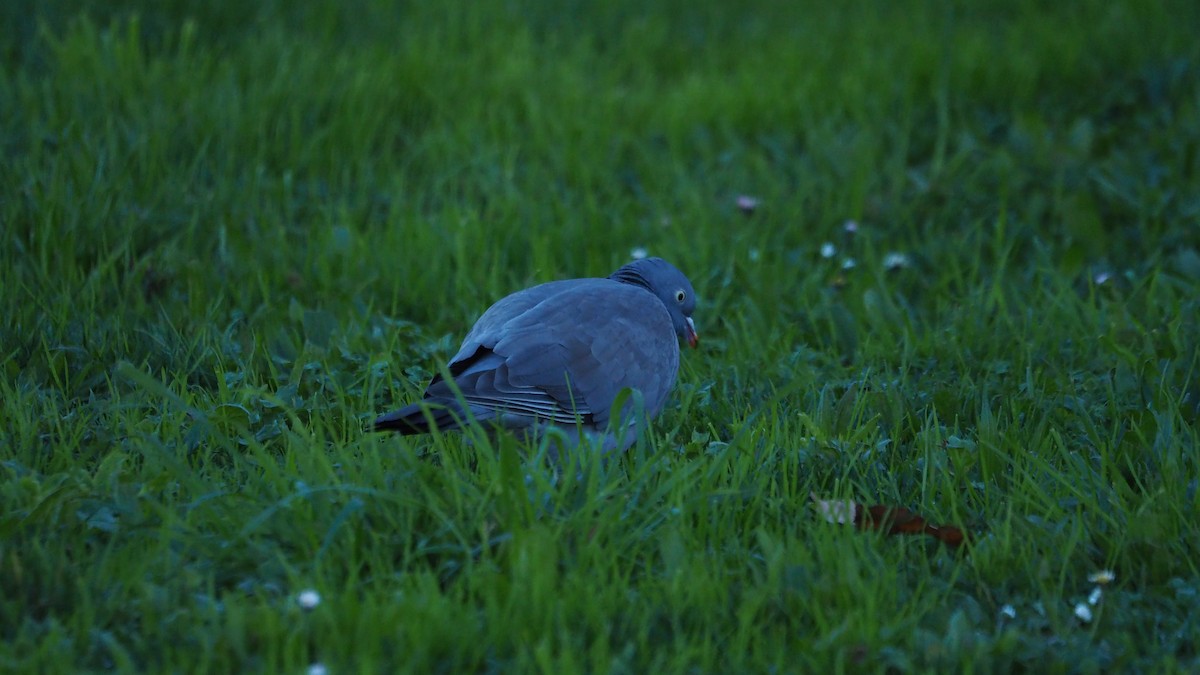 Pigeon ramier - ML647748966