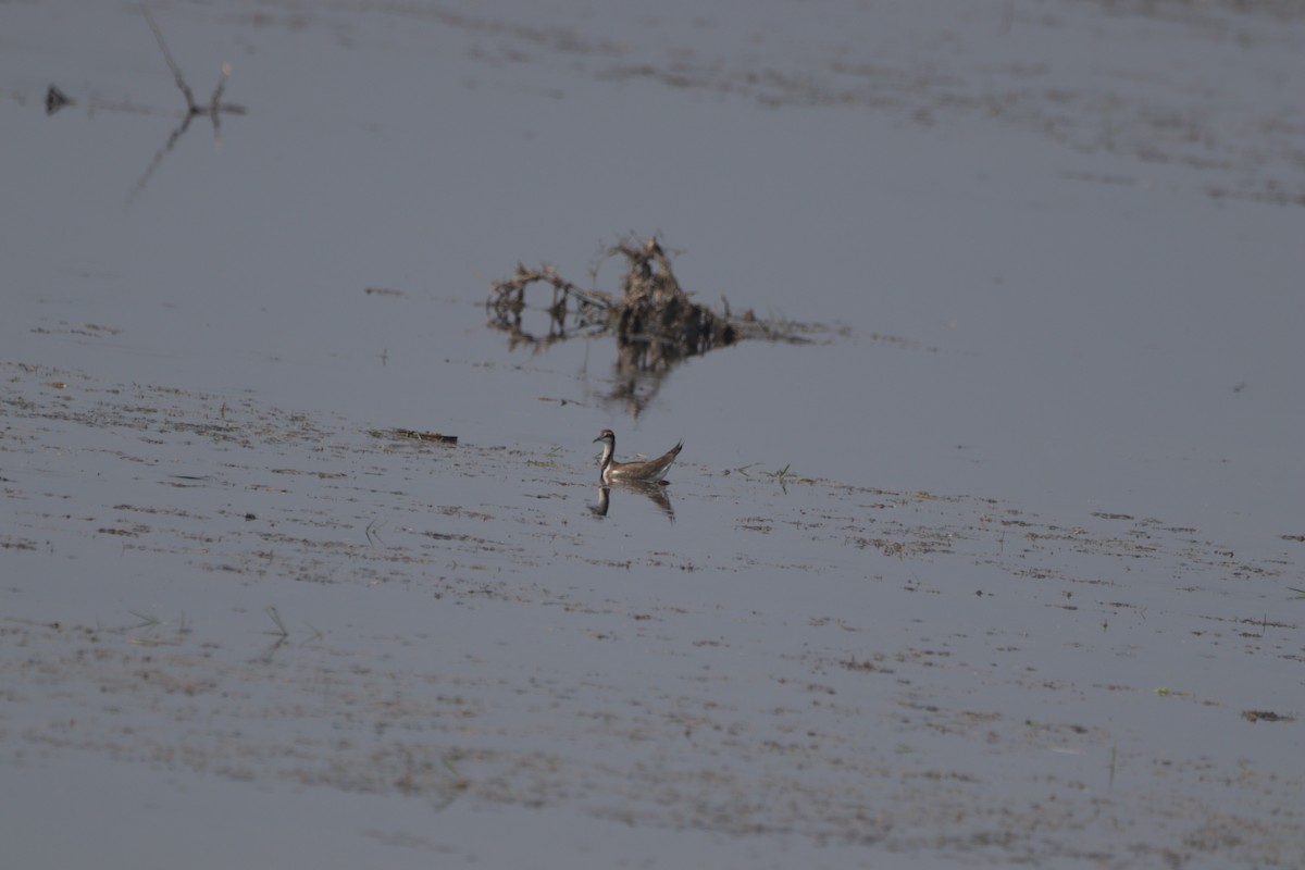 Jacana à longue queue - ML647748968