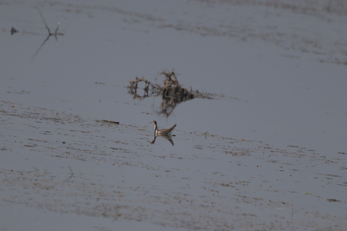 Jacana à longue queue - ML647748970