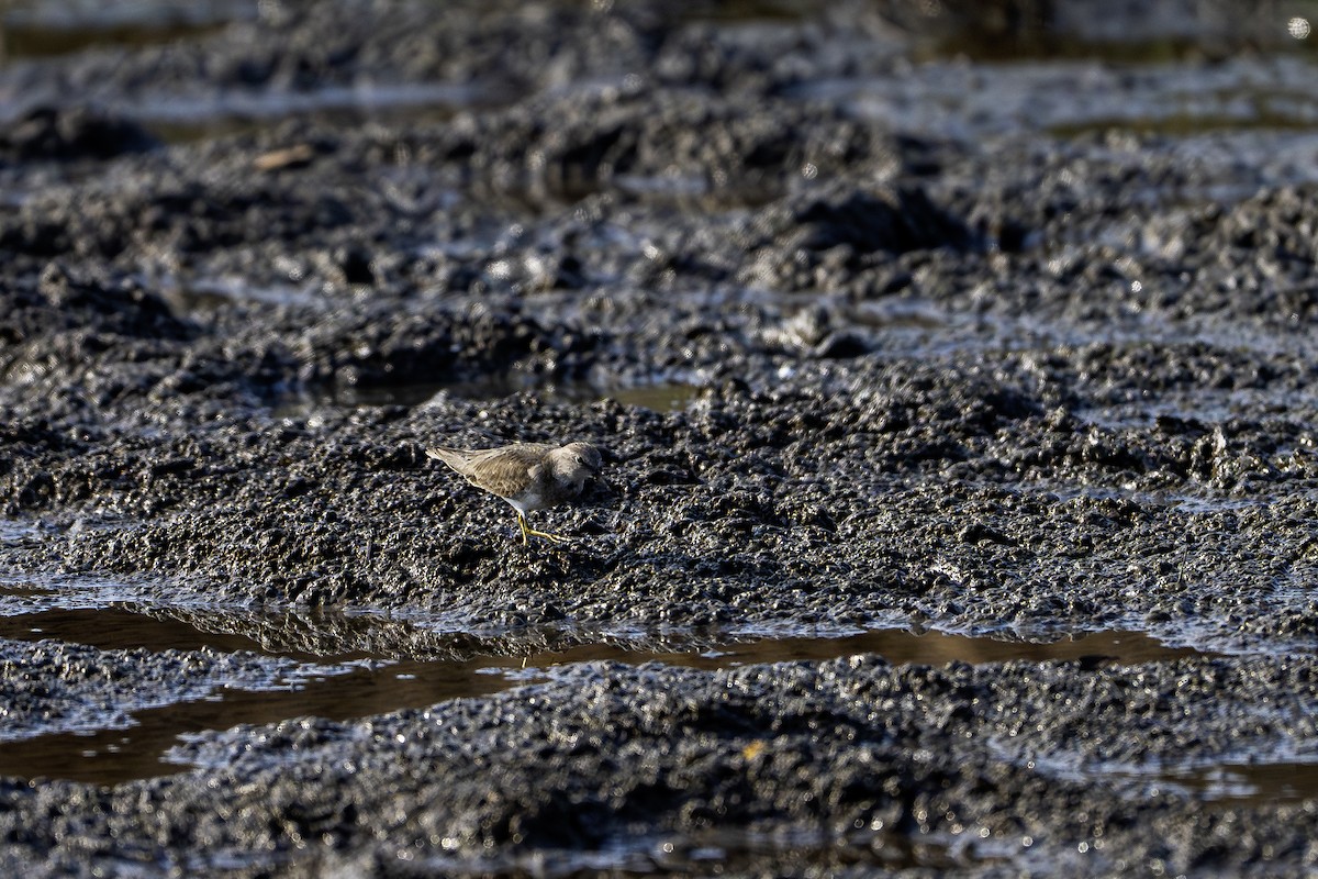 Bécasseau de Temminck - ML647748975