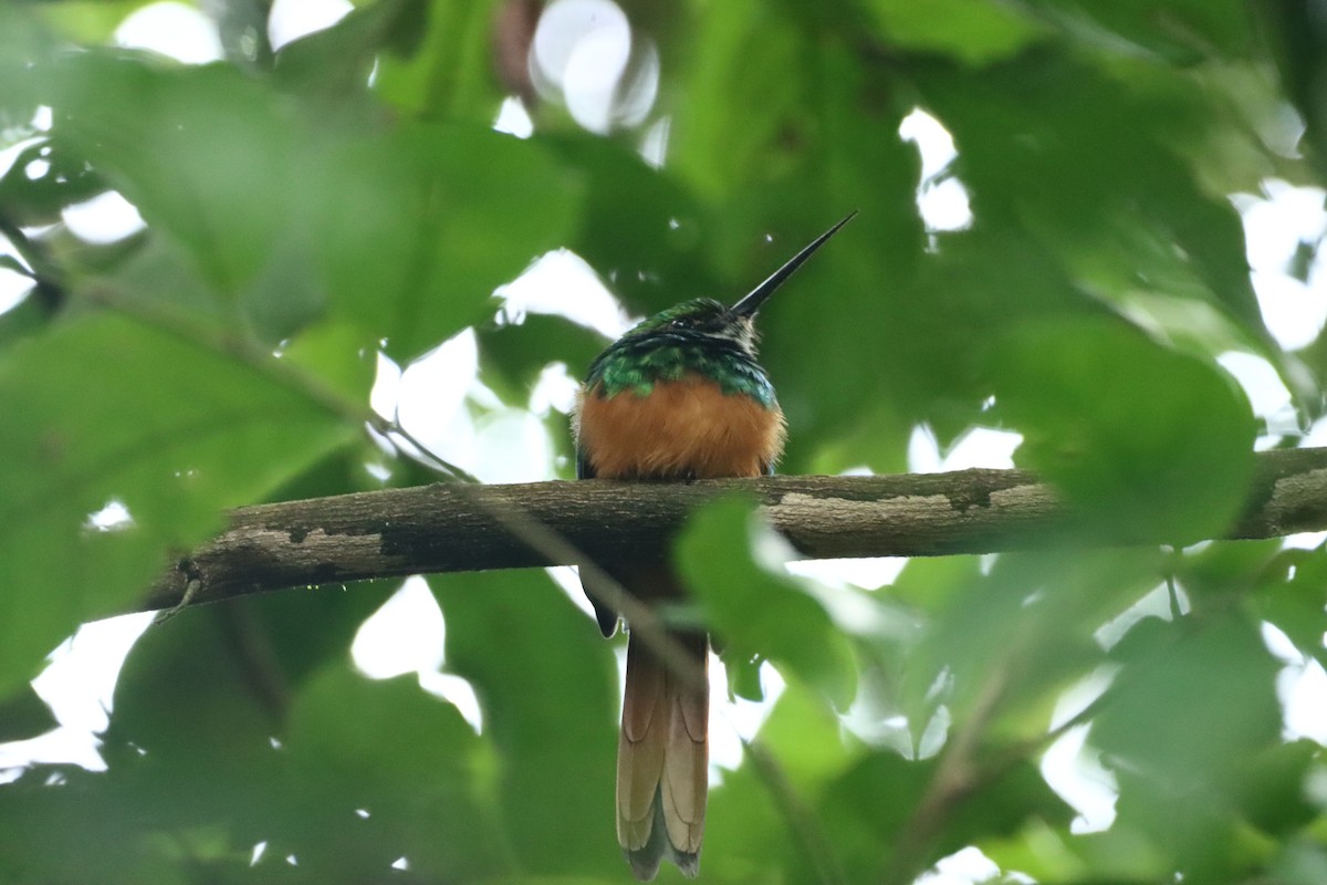 Jacamar à queue rousse - ML647748978