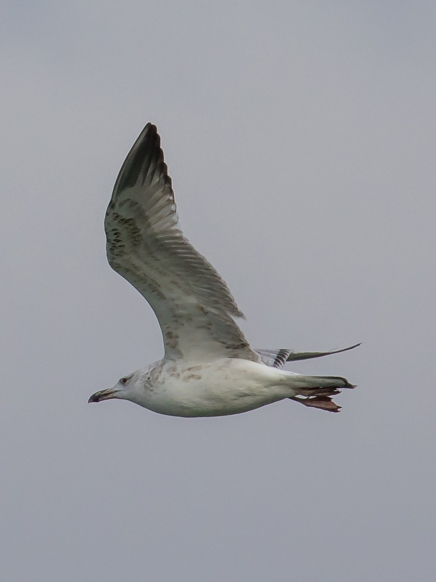 Goéland pontique - ML647748981