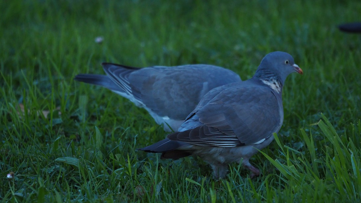 Pigeon ramier - ML647748983