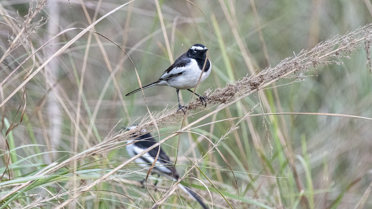 White-browed Wagtail - ML647749020