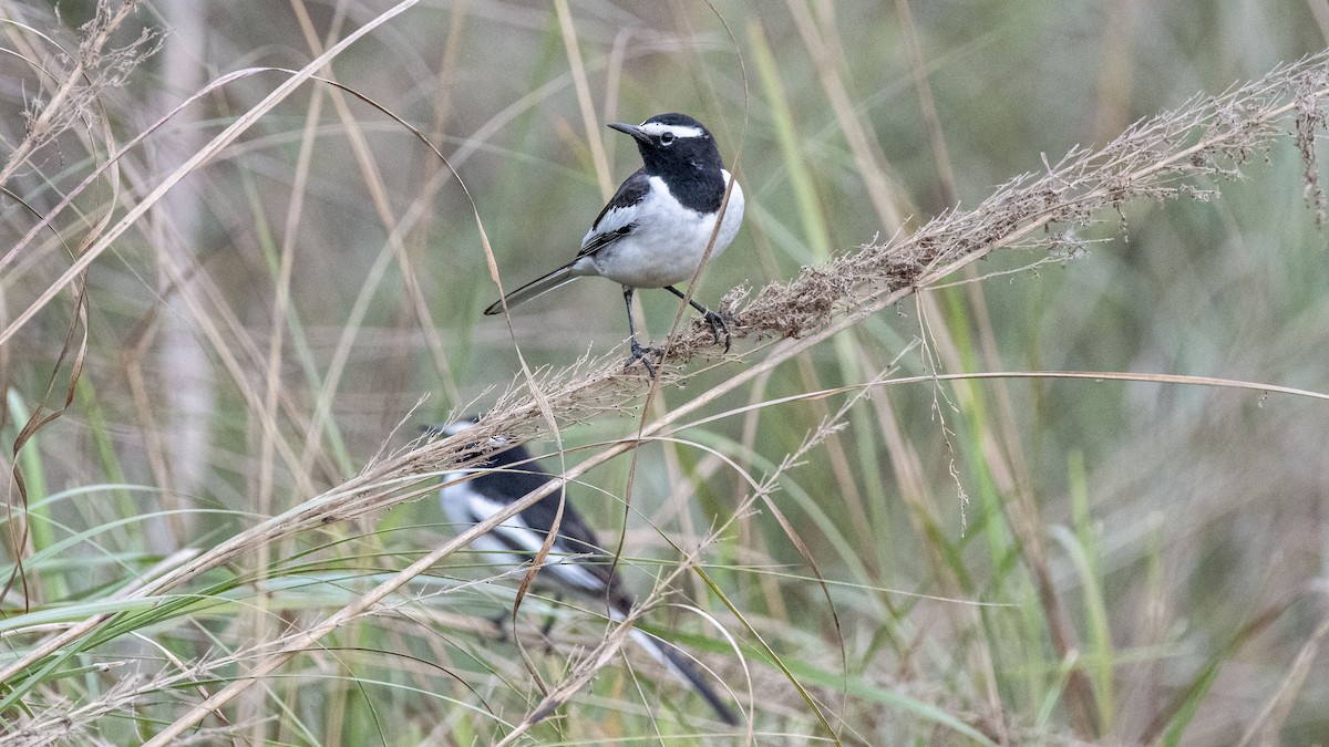 White-browed Wagtail - ML647749021