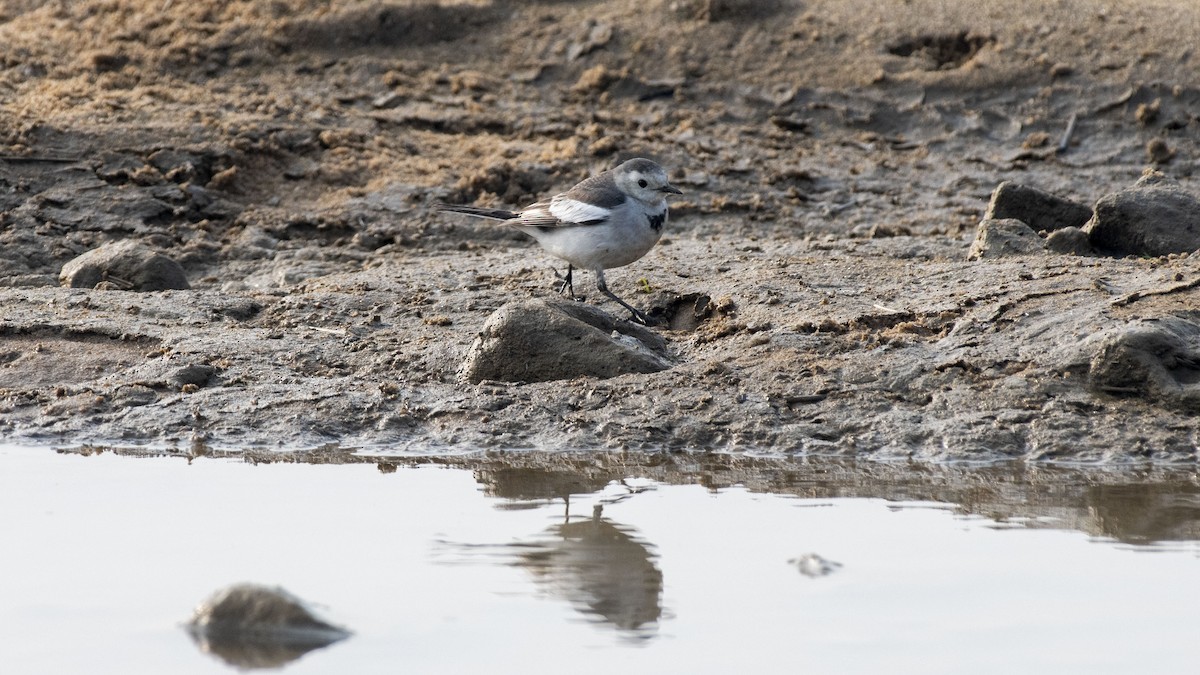 konipas bílý - ML647749022