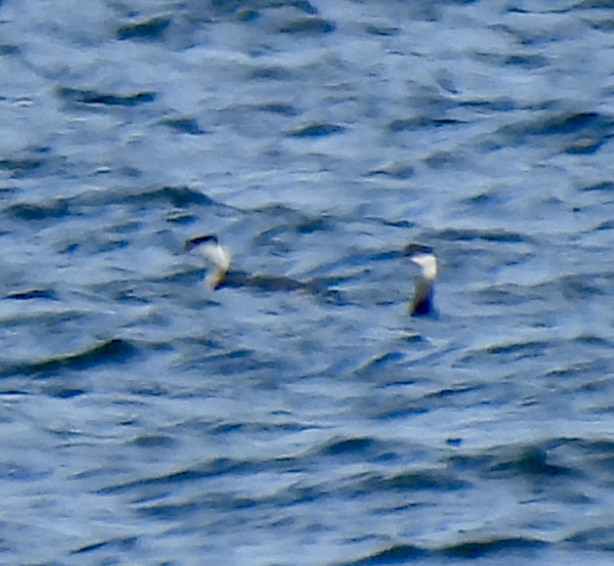 Красношейная поганка - ML647749030