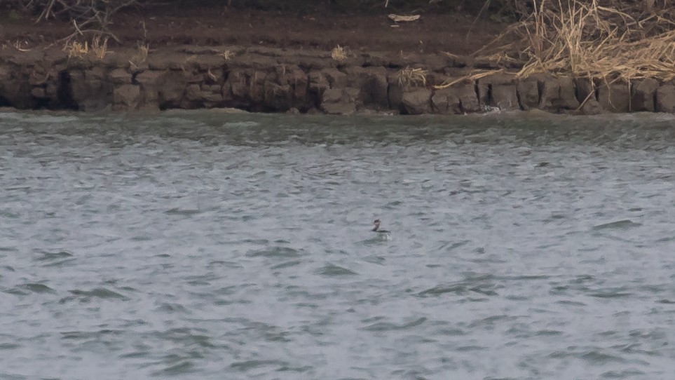 Красношейная поганка - ML647749037