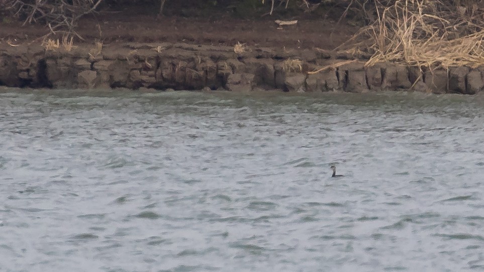 Красношейная поганка - ML647749038