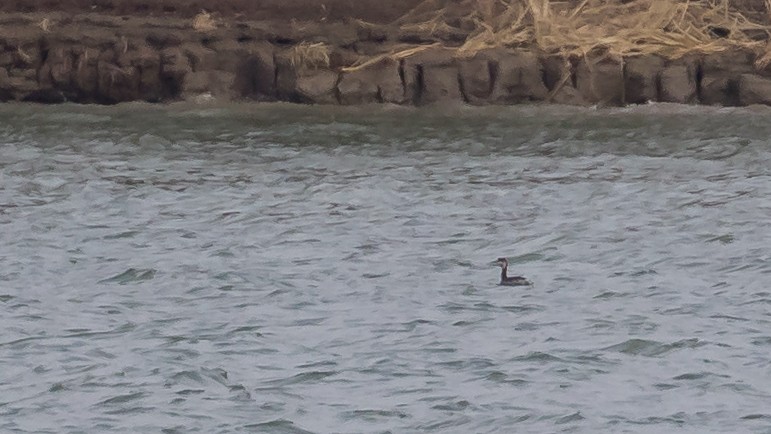 Красношейная поганка - ML647749039