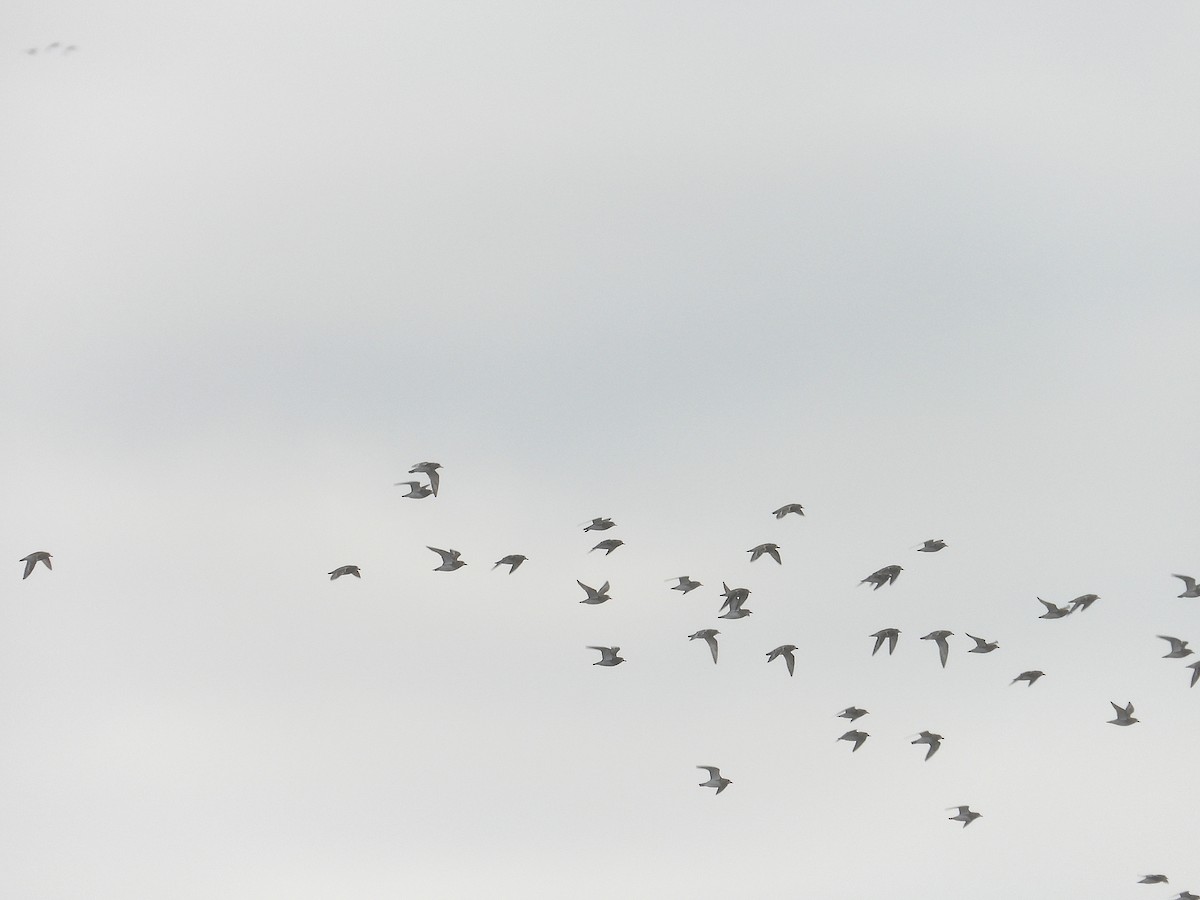 European Golden-Plover - ML647749042