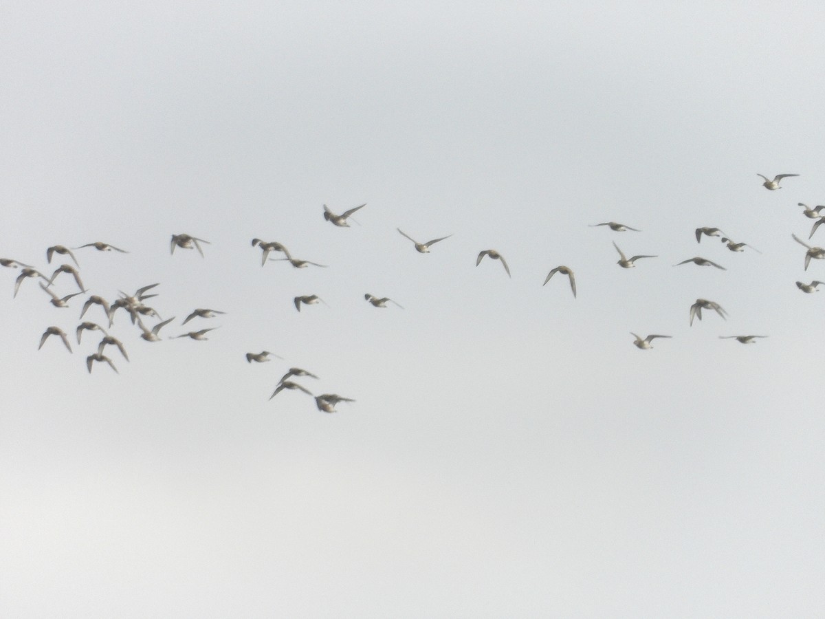 European Golden-Plover - ML647749043