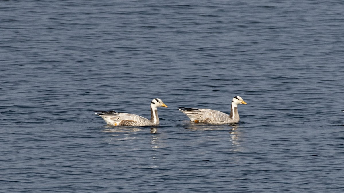 Bar-headed Goose - ML647749052
