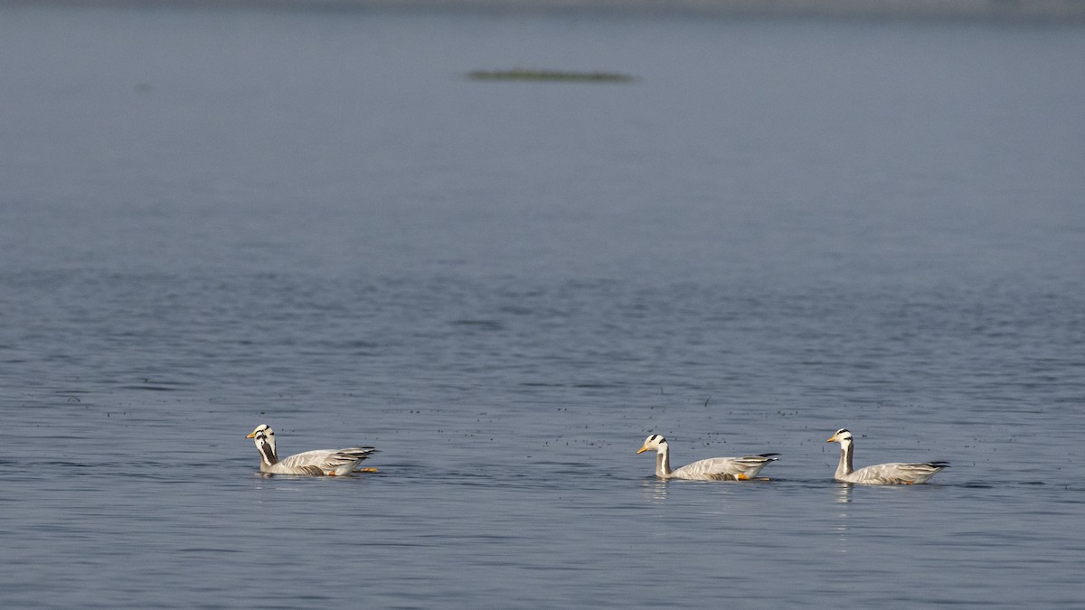 Bar-headed Goose - ML647749053