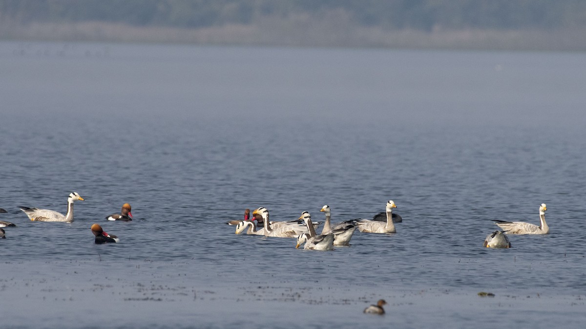 Bar-headed Goose - ML647749054