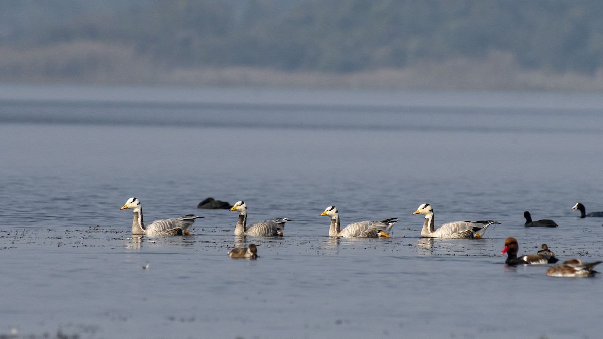 Bar-headed Goose - ML647749055