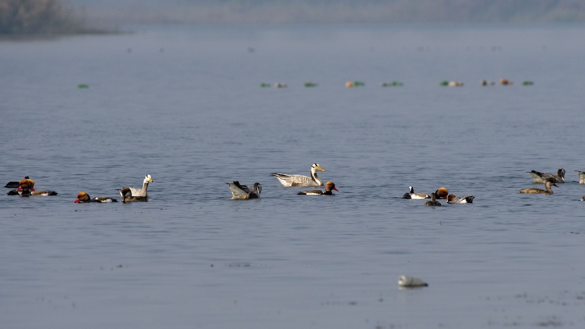 Bar-headed Goose - ML647749056