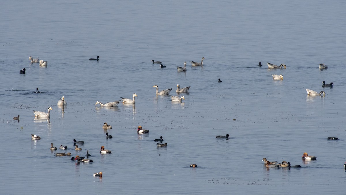Bar-headed Goose - ML647749057