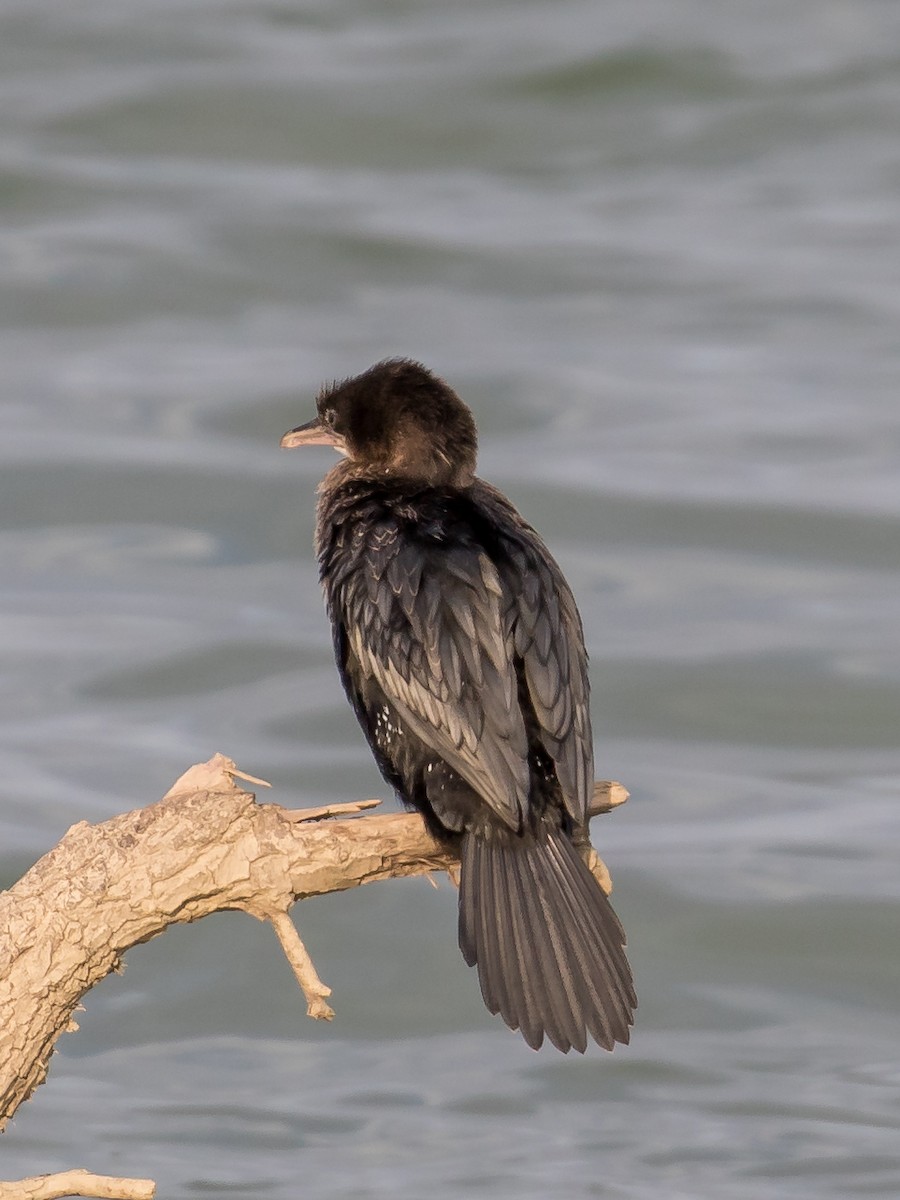 Баклан малий - ML647749070