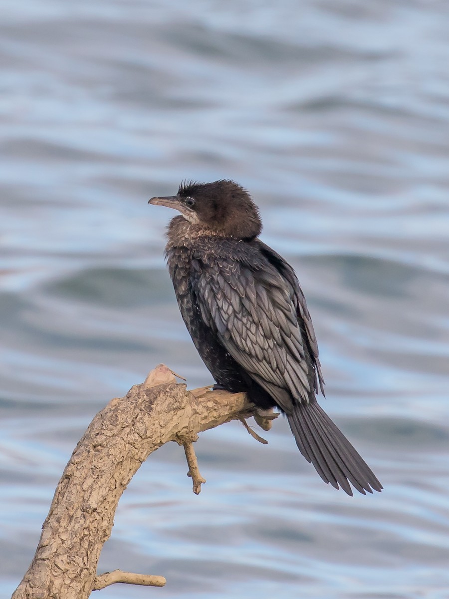 Баклан малий - ML647749071