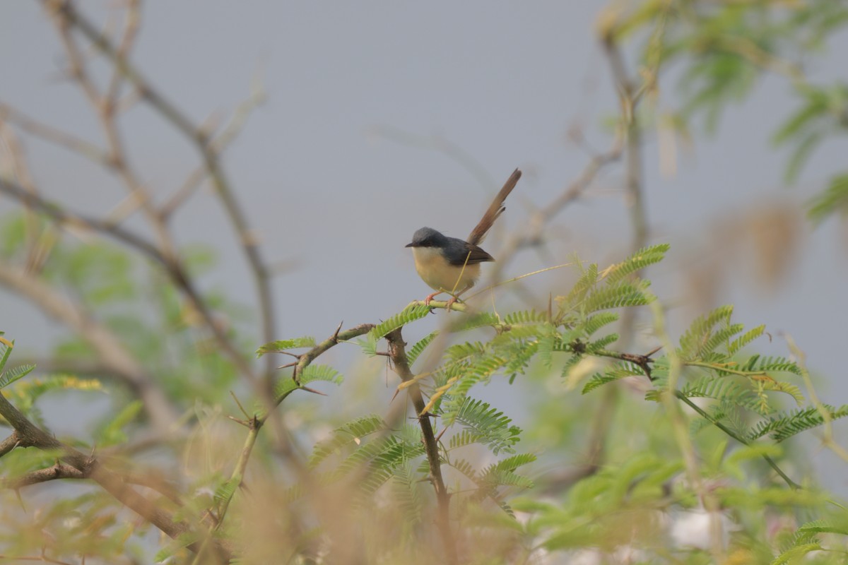 Ashy Prinia - ML647749106