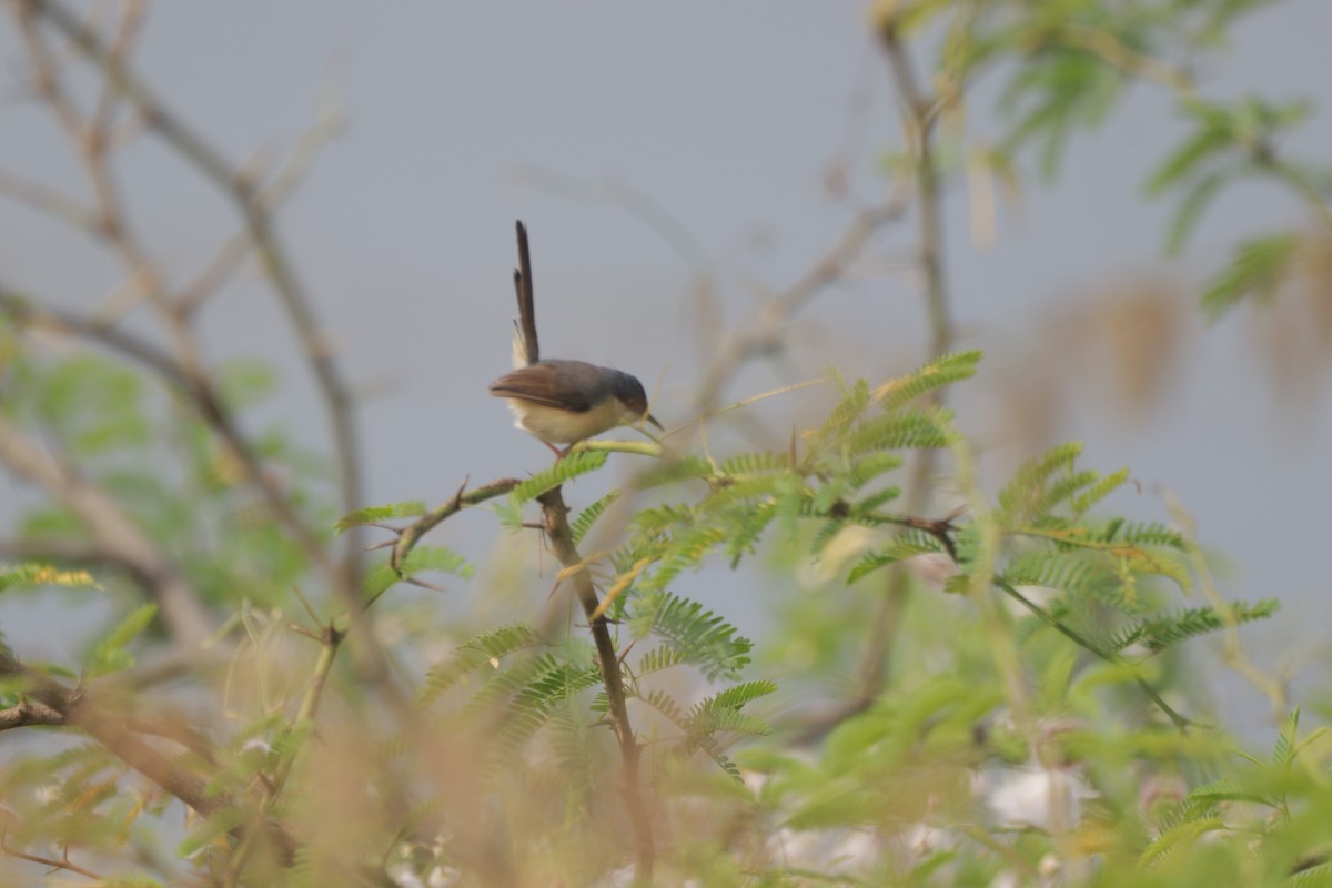 Ashy Prinia - ML647749107
