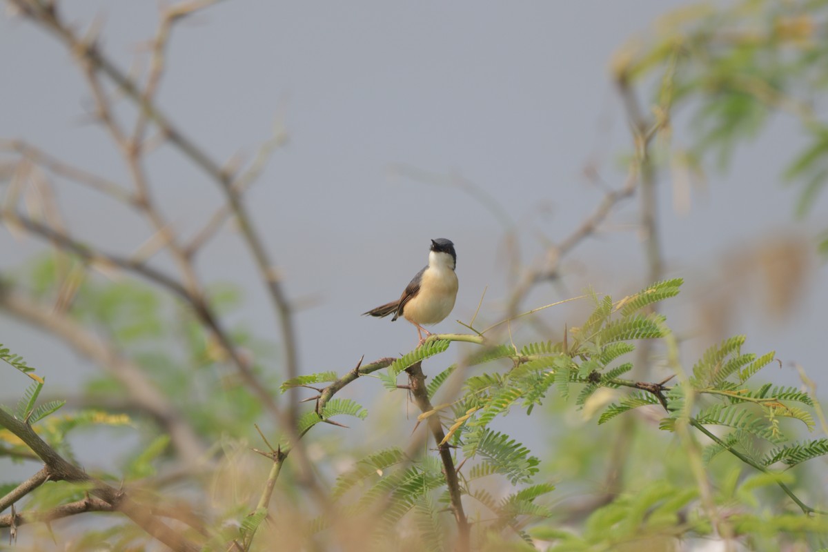 Ashy Prinia - ML647749108